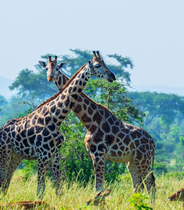 8-days-safari-to-kidepo-valley-murchison-falls