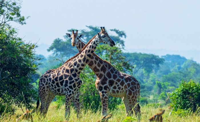 8-days-safari-to-kidepo-valley-murchison-falls