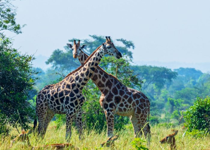8-days-safari-to-kidepo-valley-murchison-falls