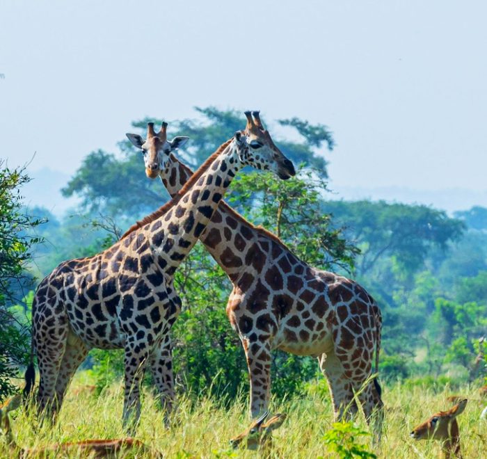 8-days-safari-to-kidepo-valley-murchison-falls