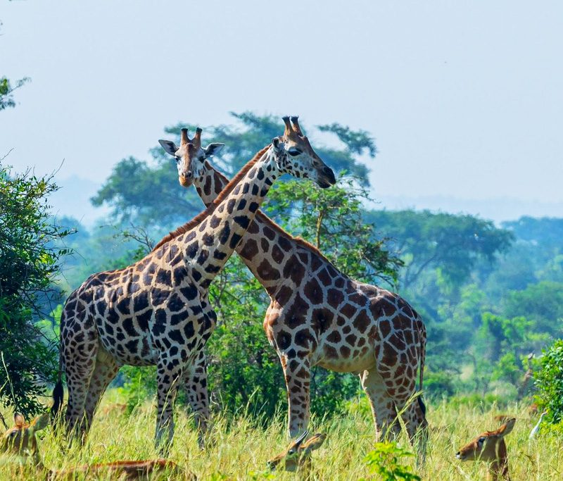 8-days-safari-to-kidepo-valley-murchison-falls