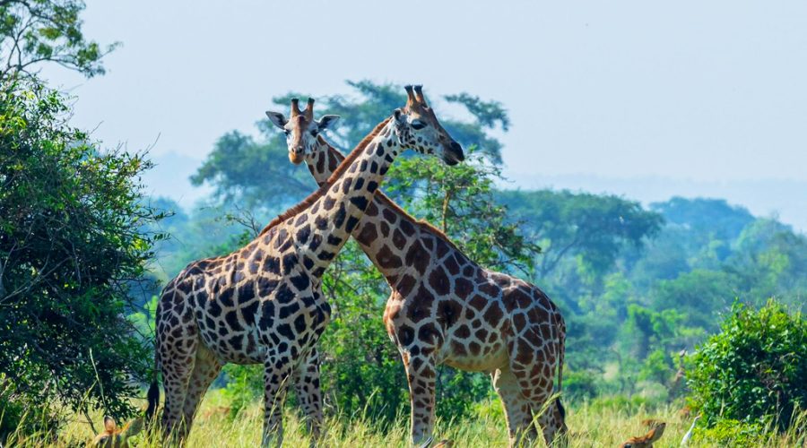 8-days-safari-to-kidepo-valley-murchison-falls
