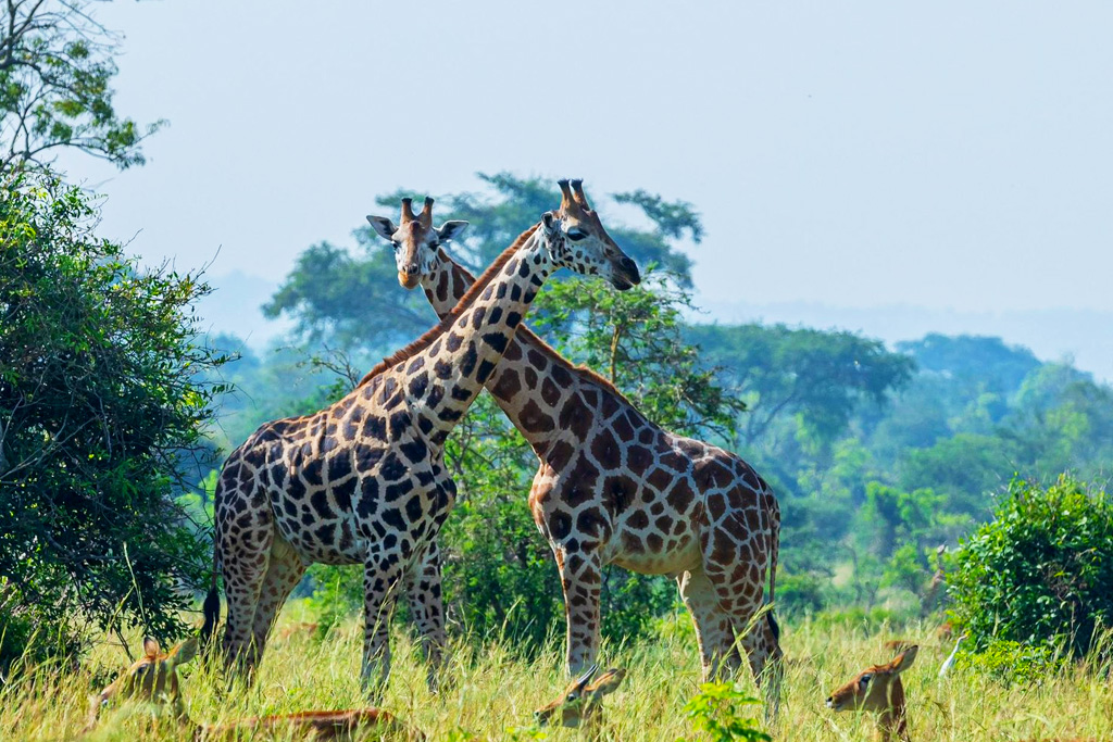 8-days-safari-to-kidepo-valley-murchison-falls