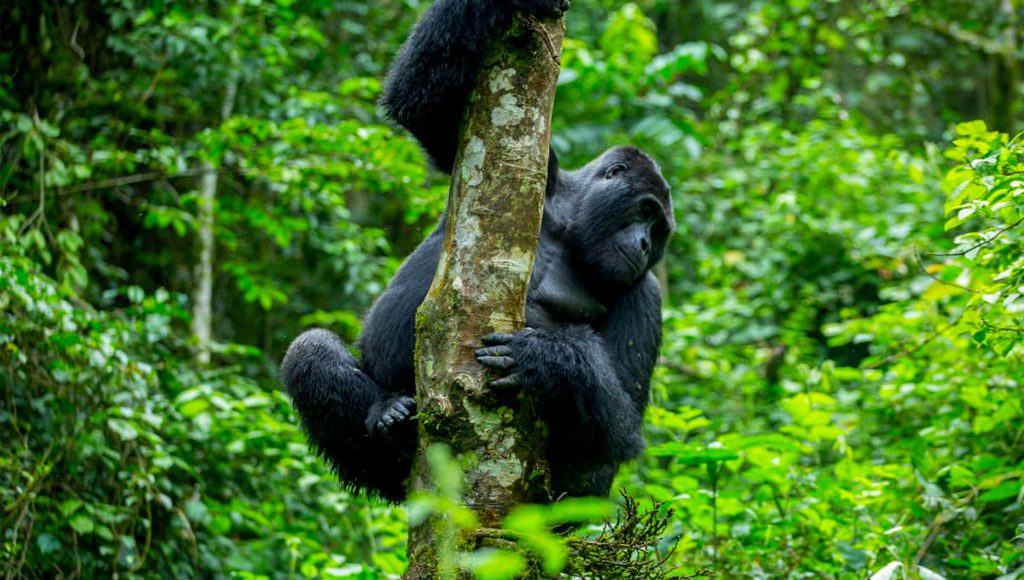 9-days-gorilla-trekking-in-uganda-and-african-big-five
