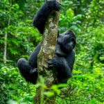 9-days-gorilla-trekking-in-uganda-and-african-big-five