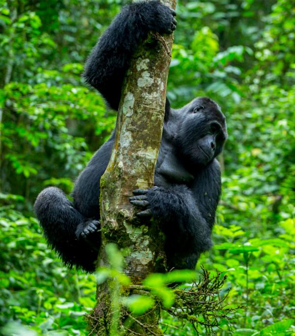 9-days-gorilla-trekking-in-uganda-and-african-big-five