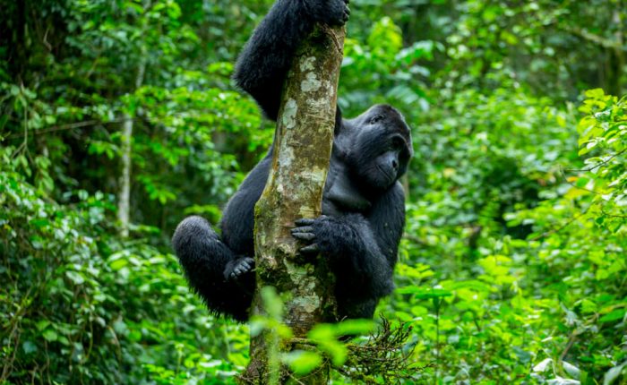 9-days-gorilla-trekking-in-uganda-and-african-big-five