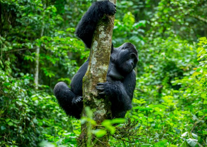 9-days-gorilla-trekking-in-uganda-and-african-big-five