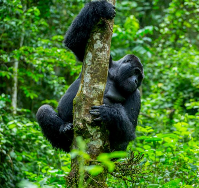 9-days-gorilla-trekking-in-uganda-and-african-big-five