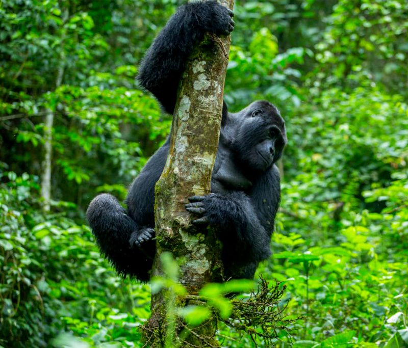 9-days-gorilla-trekking-in-uganda-and-african-big-five