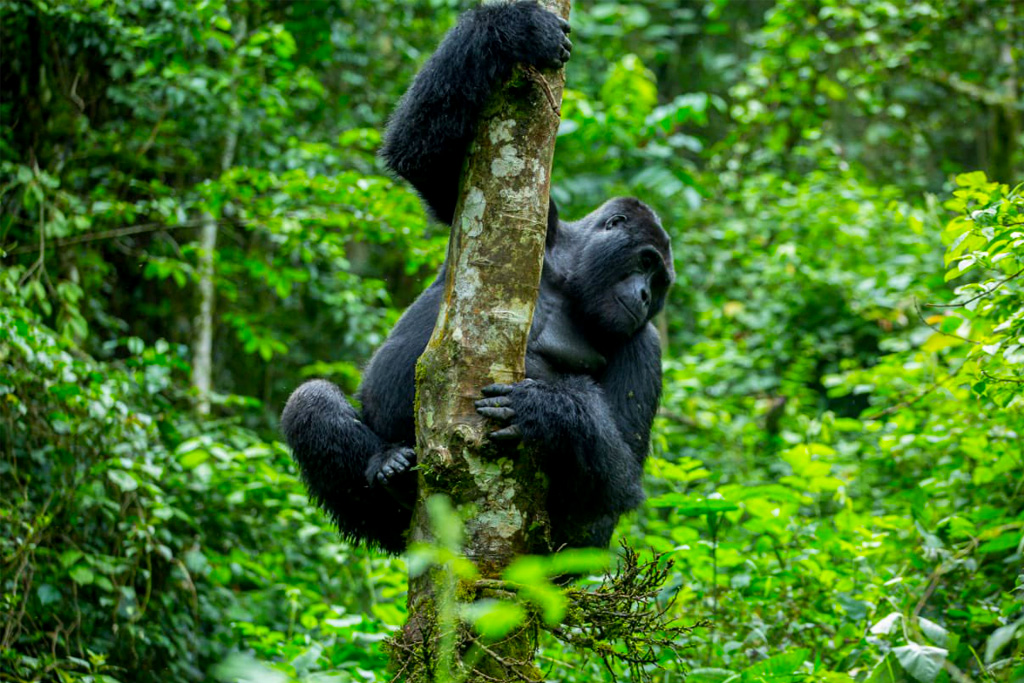 9-days-gorilla-trekking-in-uganda-and-african-big-five
