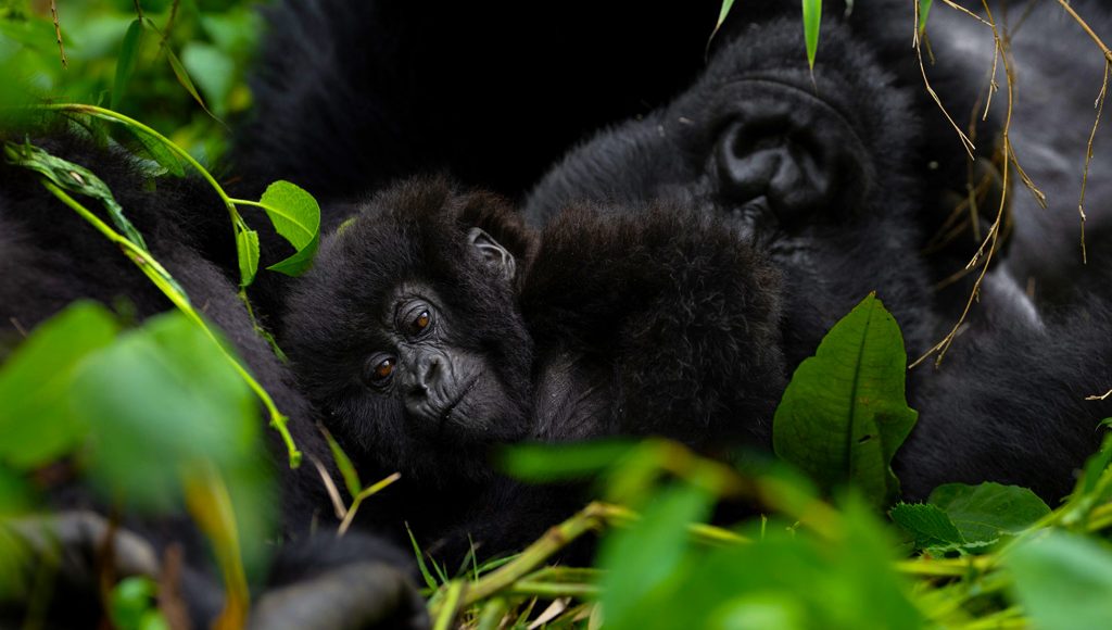9-days-gorillas-chimpanzee-trekking-rwanda-tour
