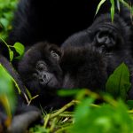 9-days-gorillas-chimpanzee-trekking-rwanda-tour
