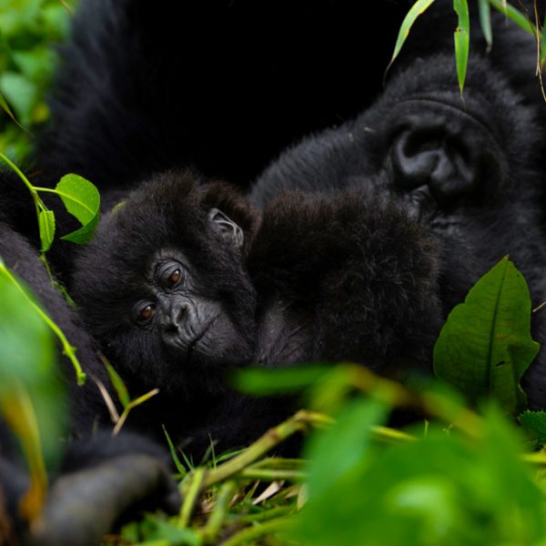 9-days-gorillas-chimpanzee-trekking-rwanda-tour