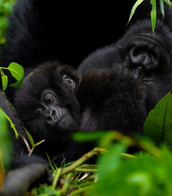 9-days-gorillas-chimpanzee-trekking-rwanda-tour