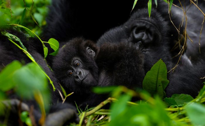 9-days-gorillas-chimpanzee-trekking-rwanda-tour