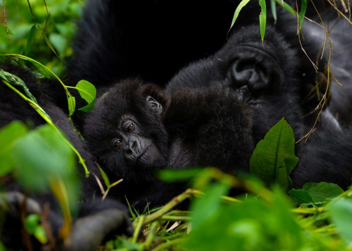 9-days-gorillas-chimpanzee-trekking-rwanda-tour