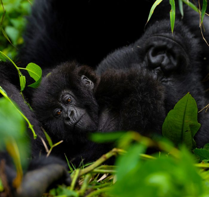 9-days-gorillas-chimpanzee-trekking-rwanda-tour