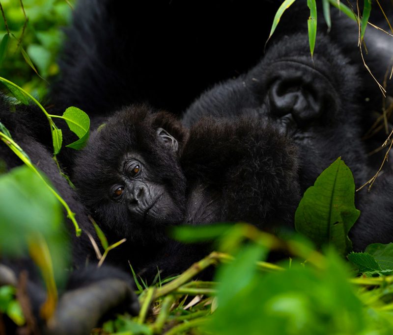 9-days-gorillas-chimpanzee-trekking-rwanda-tour