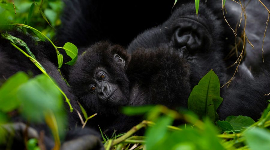9-days-gorillas-chimpanzee-trekking-rwanda-tour