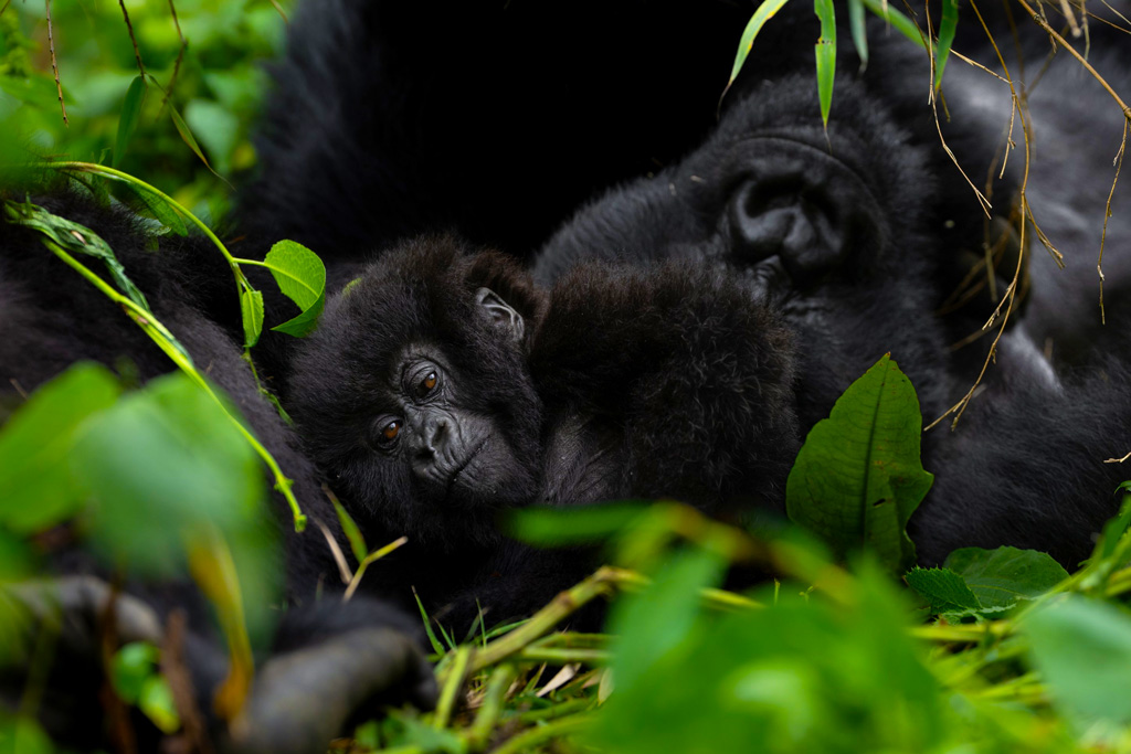 9-days-gorillas-chimpanzee-trekking-rwanda-tour